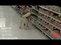 Shoplifting DOG Apologizes Canine Returns To Scene Of Crime KSL-TV
