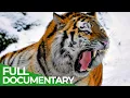 Wildlife Episode 1 Tiger Lion Leopard Jaguar - The Four Big Cats Free Documentary Nature