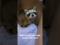 Lagu Adorable baby raccoon meets rescuer! A day in the life of a Wildlife Rehabber. #Shorts