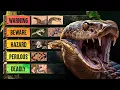 The Deadliest Snakes Tier List