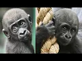 Download Lagu Tiny Gorillas, HUGE Hope: Meet Juno \u0026 Venus | Protecting Western Lowland Gorillas