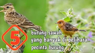 Download 5 burung sawah yang banyak di pelihara pecinta burung di indonesia MP3