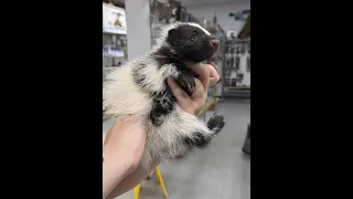 Skunks in captivity