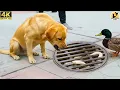 Lagu When A Dog Begs for Help to Save a Baby Ducks – Rescuing the Baby Ducks Stuck in the Sewer