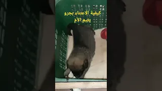    ماي      دندنها