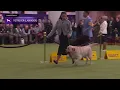 Labrador Retrievers Breed Judging 2026
