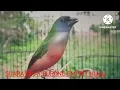 Download Lagu SUARA PIKAT BURUNG EMPRIT HIJAU