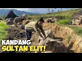 Download Lagu KANDANG KERBAU SULTAN DI DESA PLOSOK YANG ADA PACEKAN SUPER BESAR 
