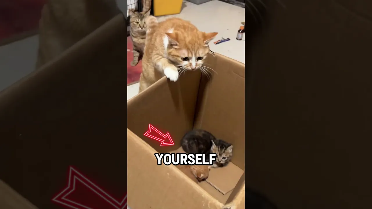 Not Their Mom At All