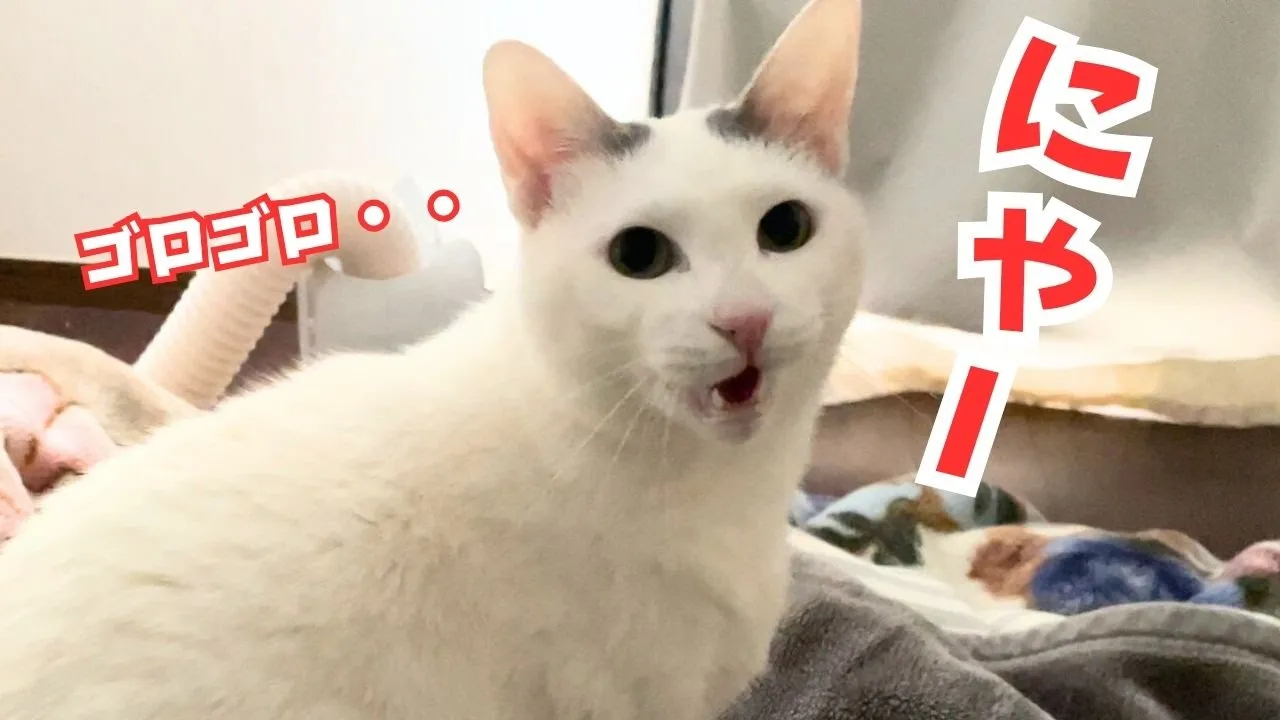 ゴロゴロ音がヘリコプターみたいなうちの愛猫