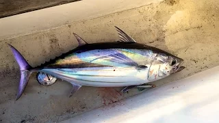 We Caught a Tuna!