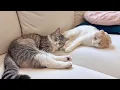 Download Lagu 自分のお尻を枕にしてくる兄に不満を溜めてる猫がこうなっちゃいましたwww