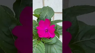 Бальзамін Новогвінейський квіти вирощування українськийблогер садівництво 