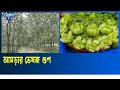 Download Lagu Benefits of Amra tree Fruits ETV Lifestyle