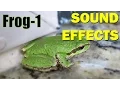 Download Lagu Frog Sound #1 | Sound Effects