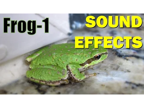 Download MP3 Frog Sound #1 | Sound Effects