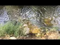WATER SONG
