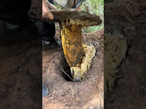 Traditional Underground Beekeeping