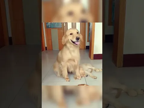 Собака друг собаки!