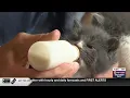 Kittens overwhelm Shawano County Humane Society