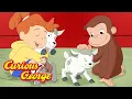 Lagu Curious George 🐑 George Goes to the Farm 🚜 Kids Cartoon 🐵 Kids Movies 🐵 Videos for Kids