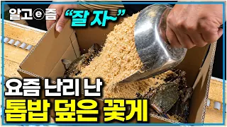 박스 열자마자 깜짝! 톱밥 이불 덮고 소비자한테 갈 때까지 살아있는 꽃게｜한국기행｜알고e즘