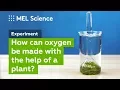 Photosynthesis experiment How to make oxygen at home