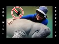 Why You Should NEVER Touch A Manatee