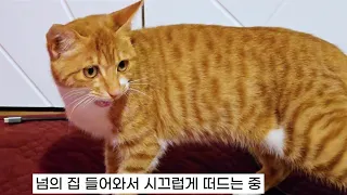 너 누군데?! 갑자기 들어와서 그루밍?! | WHO ARE YOU Cat?! 🐾 (Stray Cat Visit in Countryside)