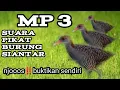 Download Lagu Suara pikat burung Siantar padi