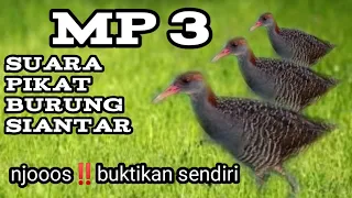 Download Suara pikat burung Siantar padi MP3