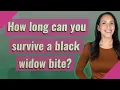 How long can you survive a black widow bite