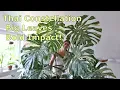 How to Grow Monstera Thai Constellation Indoors Tips Challenges and Success
