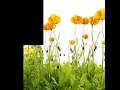 Download Lagu Colour of Silence - Curious Truths about nature