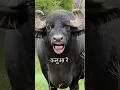 कलुआ रे / kalua re #panilaore #entertainment #buffalo #animalcomedy #cartoon #cow