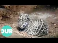 Download Lagu Incredibly Cute Newborn Jaguar Cub | Our World
