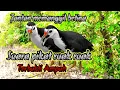 Download Lagu SUARA BURUNG RUAK RUAK JANTAN MEMANGGIL BETINA PALING AMPUH TERBUKTI LANGSUNG DATANG 
