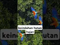 Download Lagu hutan hujan #hutan #hujan #tropical #jungle