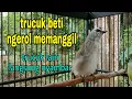 Lagu suara trucukan betina ngerol memanggil jantan asli bikin semua trucuk nyaut langsung nyambar