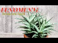 Download Lagu Sansevieria Hybrid FENOMENAL (Patula x Ballyi)