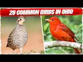 29 Common Birds in Ohio with Pictures