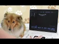Setting up your ScanPad to perform canine gestational age calculations