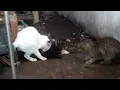 kucing kawin, 3 jantan 1 betina