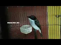 Lagu Burung JingJing Batu Si Kecil Bersuara Bagus