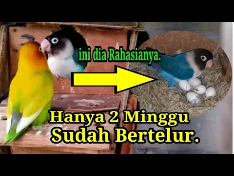 Download MP3 Cara ternak Lovebird hanya 2 Minggu langsung Nelor.