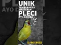 Download Lagu MASTERAN PLECI UNTUK G12 TEMBAKAN UNIK BIAR JUARA NASIONAL #masteranpleci #shortsvideo