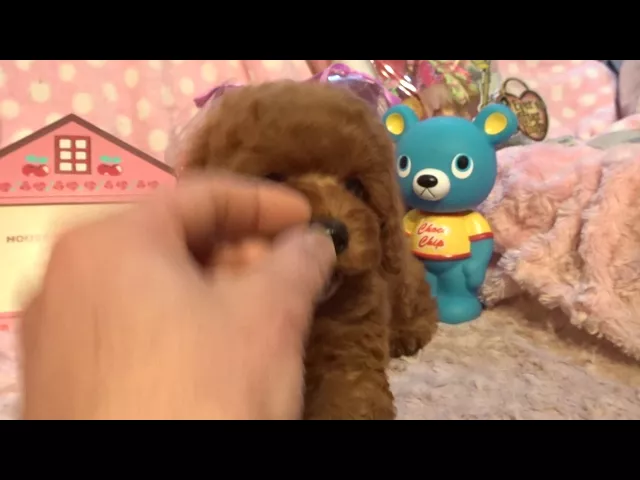 動画