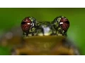 Stunning Close-ups: Meet These Frogs Before They Go Extinct | National Geographic