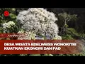 Download Lagu Desa Wisata Edelweiss Wonokitri kuatkan ekonomi dan PAD