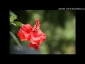 Anouar Brahem  : The Astounding Eyes Of Rita